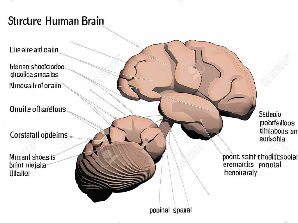 Structure of the human brain. All names that make up the brain are signed. The human brain is divided into several basic parts. 3D. Vector illustration.