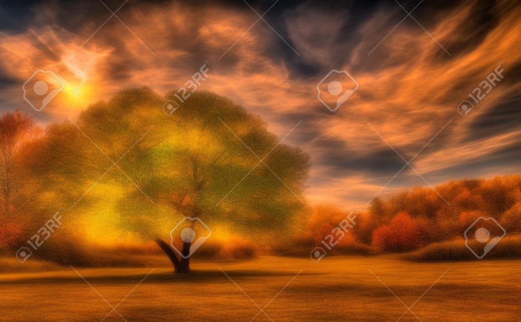 stunning beautiful landscape with single tree; hdr sunset over the single calm tree
