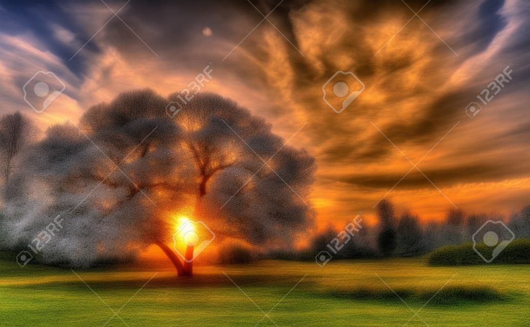 wspaniały piękny krajobraz z jednego drzewa; hdr zachód słońca nad jednym drzewie spokojnej