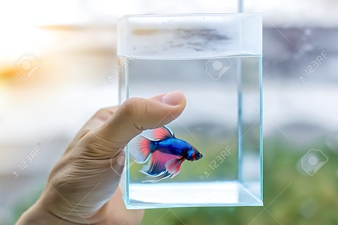 close up hand holding a aquarium fighting fish. there is a mirror backdrop. with raindrop and sunset. copy space.