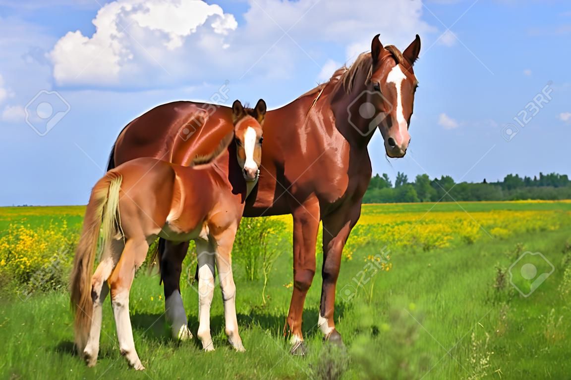 Foal com uma égua em um pasto de verão