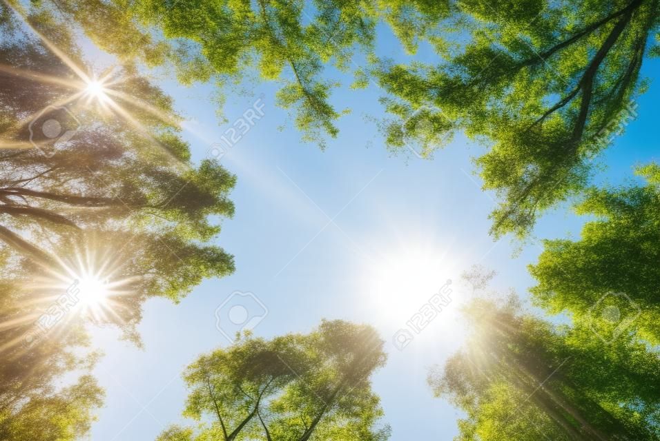 O dossel de árvores altas emoldurando um céu azul claro, com o sol brilhando através