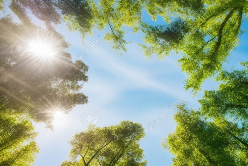 O dossel de árvores altas emoldurando um céu azul claro, com o sol brilhando através