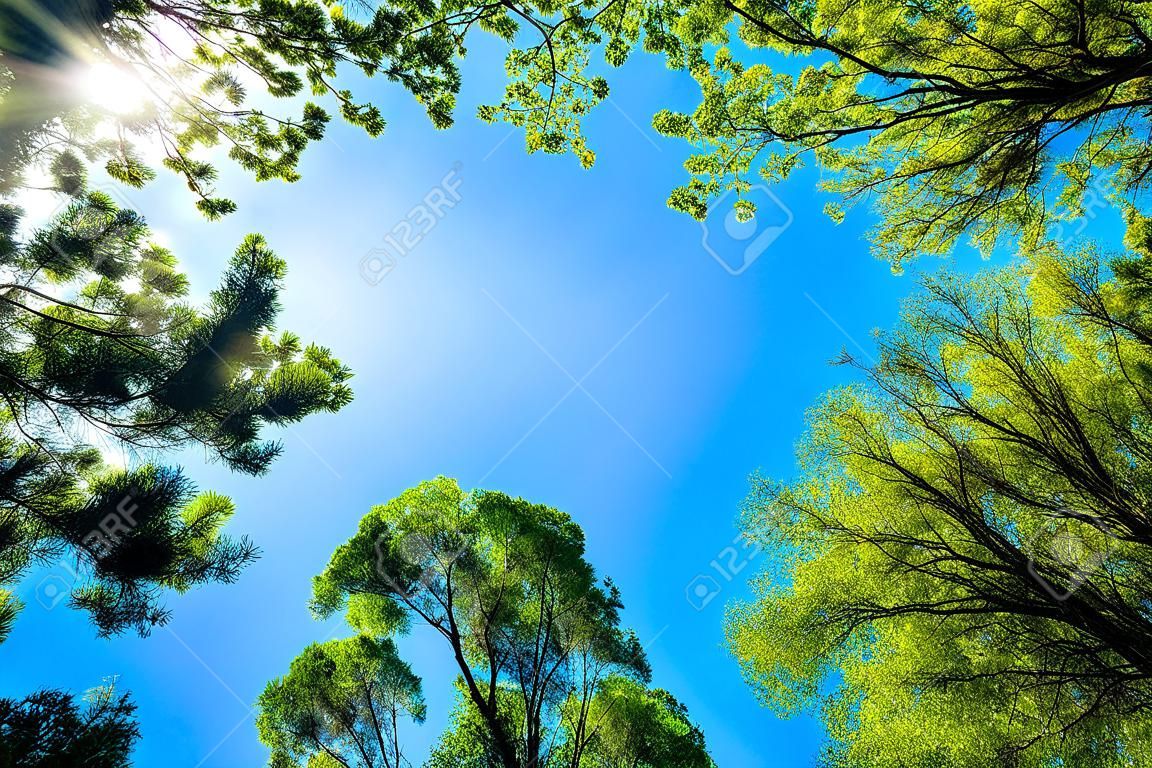 The canopy of tall trees framing a clear blue sky, with the sun shining through