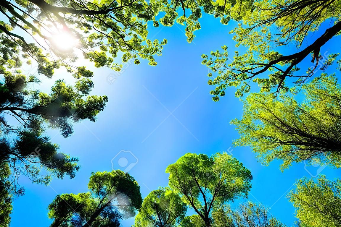 Il baldacchino di alberi ad alto fusto che incornicia un cielo blu chiaro, con il sole che splende attraverso