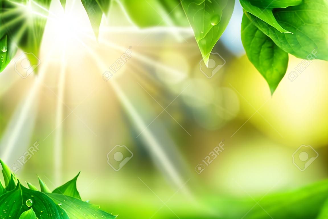 Scenic nature background of fresh lush green leaves with dewdrops, framing the out of focus vegetation with bekeh highlights and the sun, vibrant colors
