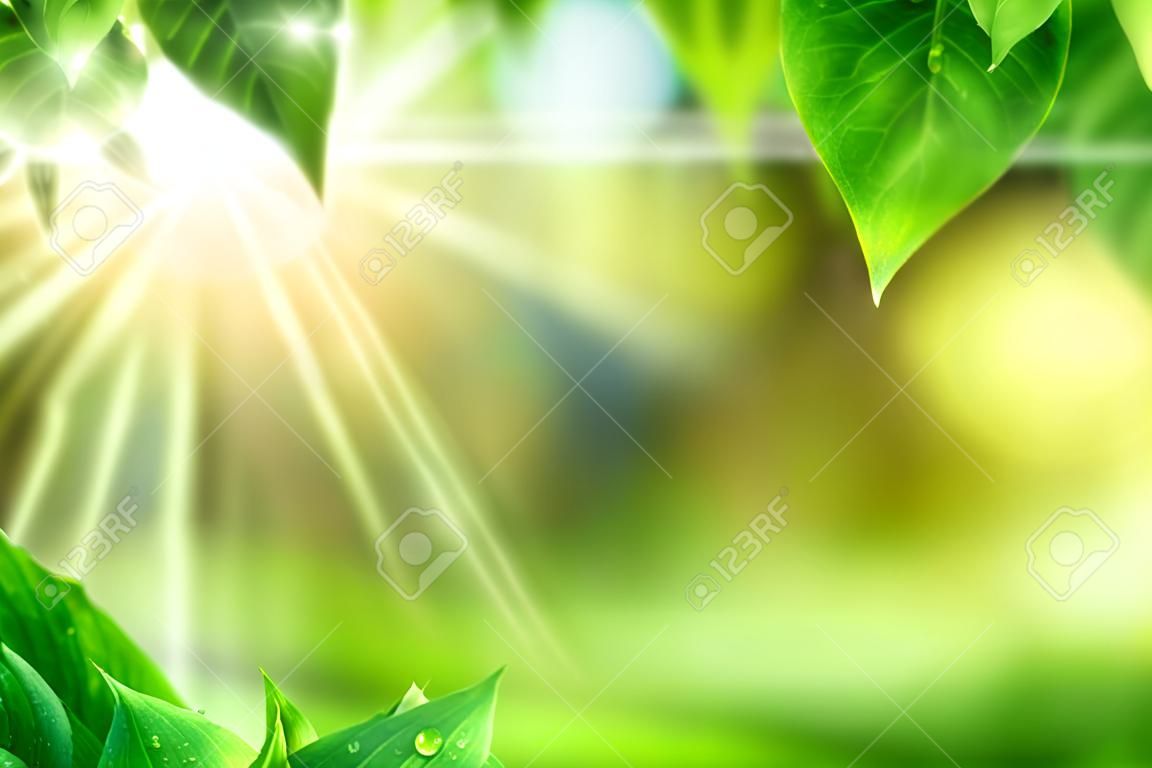 Scenic jellegű háttér friss buja zöld levelek dewdrops, keretezés az életlen növényzet bekeh kiemeli, és a nap, élénk színek