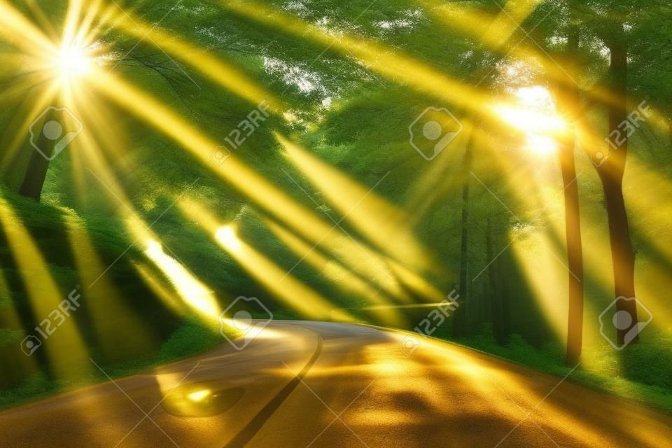 Landschapsfoto met de gouden zonnestralen verlicht een schilderachtige weg in een prachtig groen bos, met lichteffecten en schaduwen