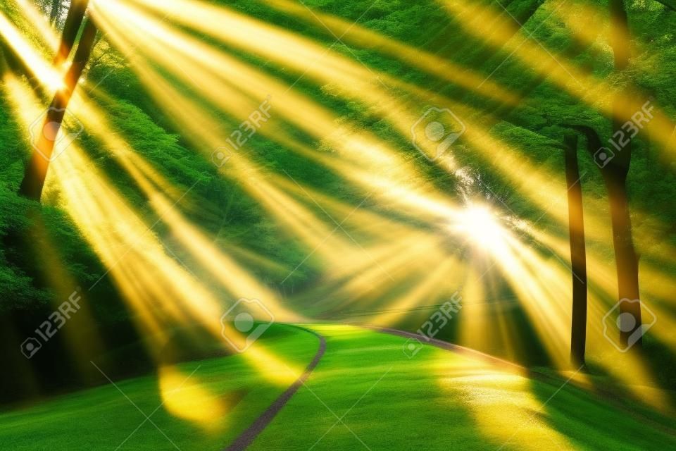 Paisaje disparó con los rayos del sol de oro iluminando una carretera escénica en un hermoso bosque verde, con efectos de luz y sombras