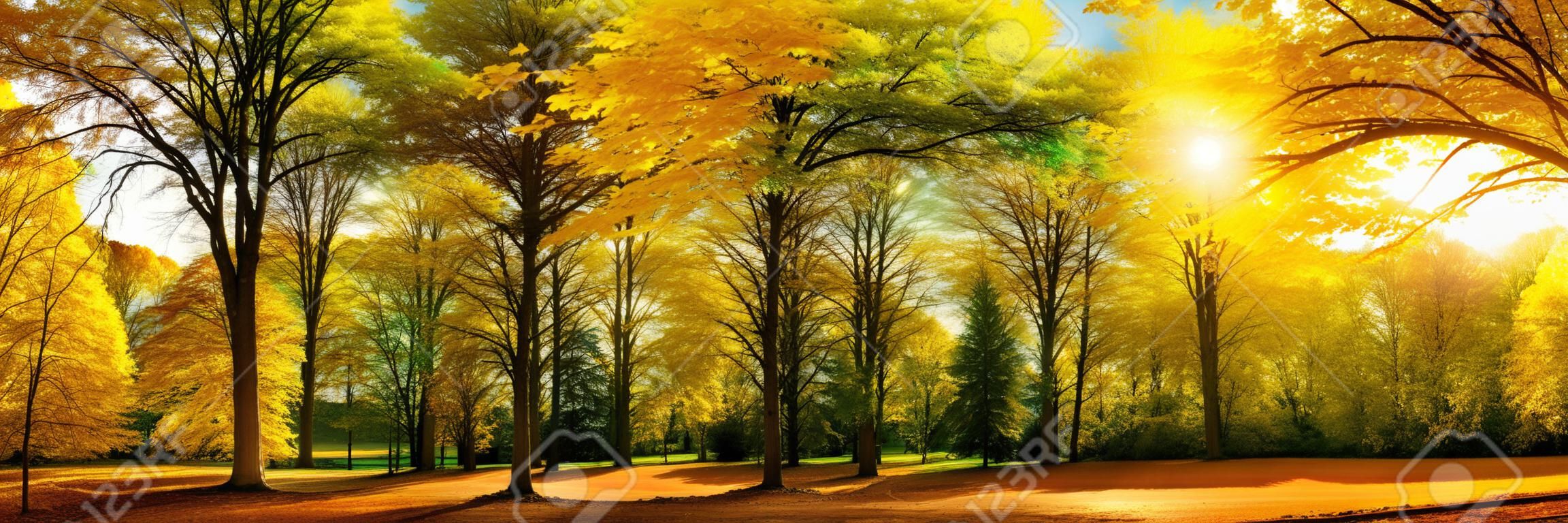 Prachtig herfstlandschap panorama van een schilderachtig bos met veel warme zon