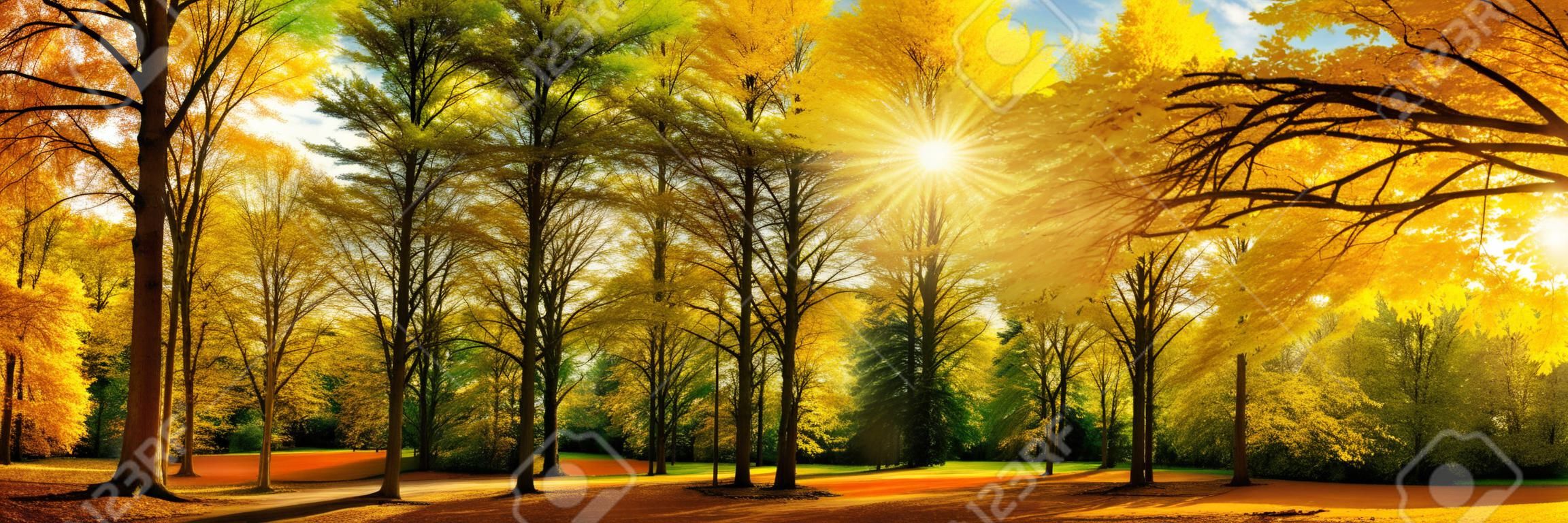Panorama lindo da paisagem do outono de uma floresta cênica com muita luz do sol quente