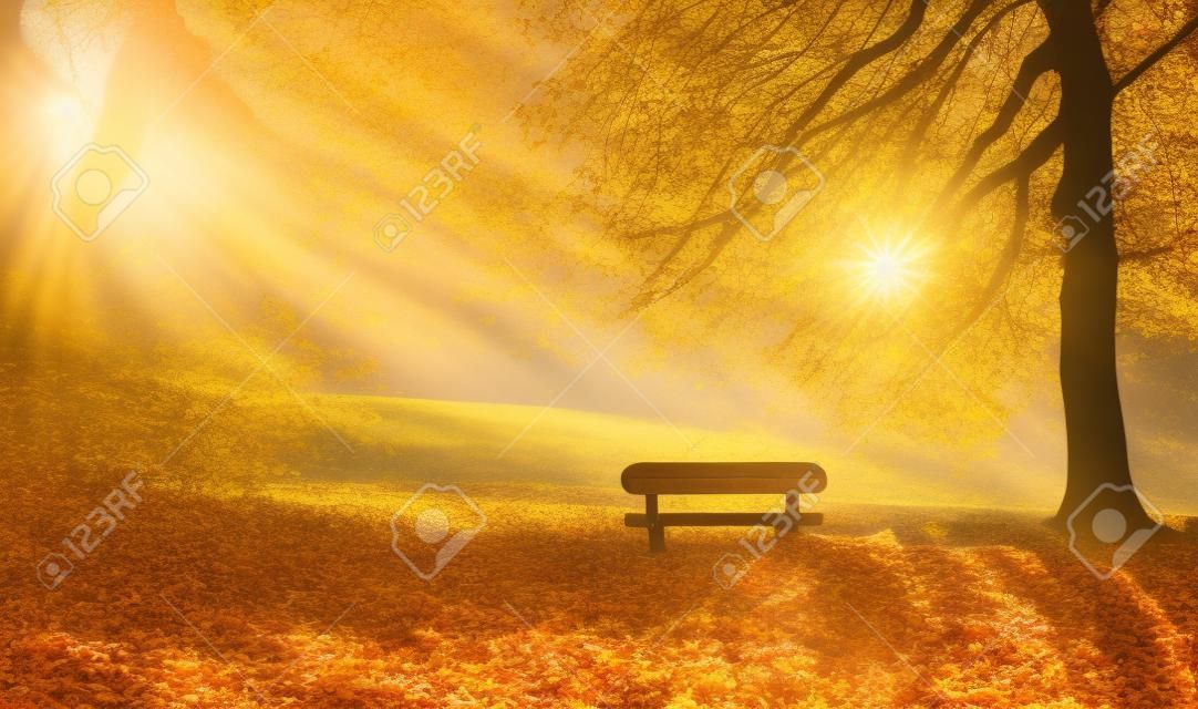 Paysage d'automne avec le soleil illuminant chaleureusement un banc sous un arbre, beaucoup de feuilles d'or et ciel bleu