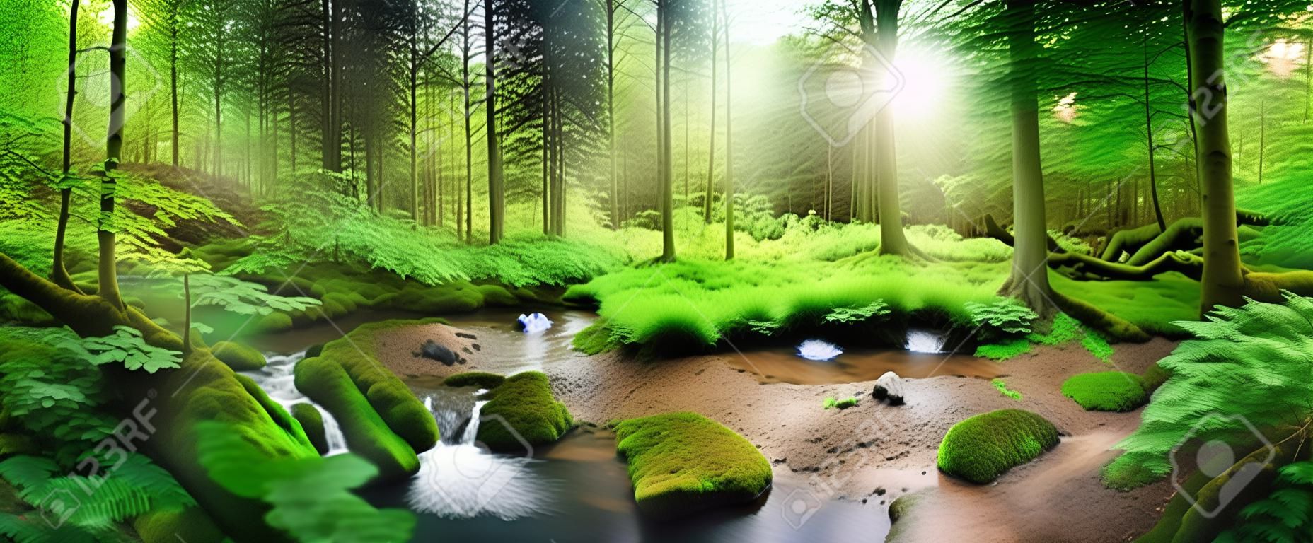 迷人的全景森林景色，柔和的光线透过树叶，一条平静的水和苍鹭的溪流。