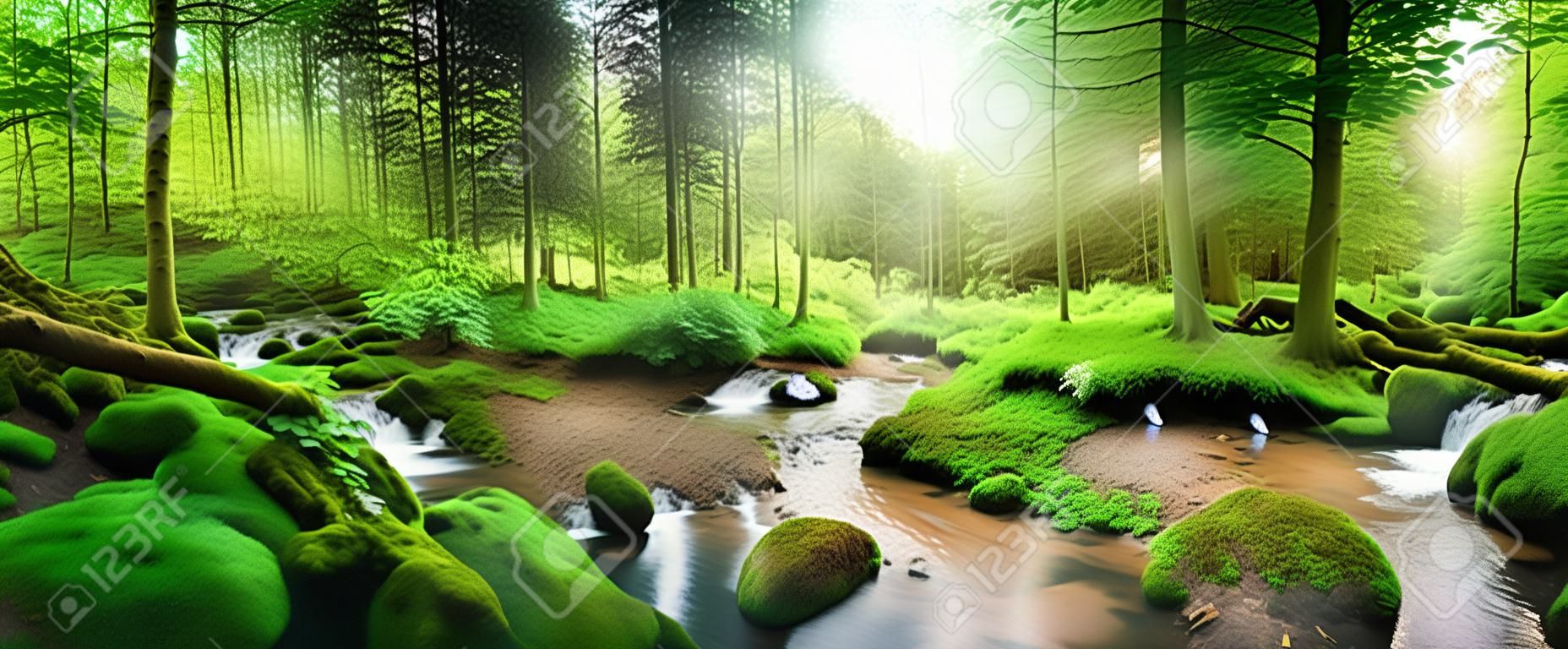 Enchanting Panoramawaldlandschaft mit weichem Licht durch das Laub fällt, einen Strom mit ruhigem Wasser und einem Reiher