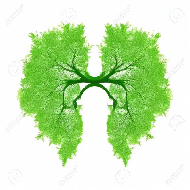 绿色的肺隔离在白色上