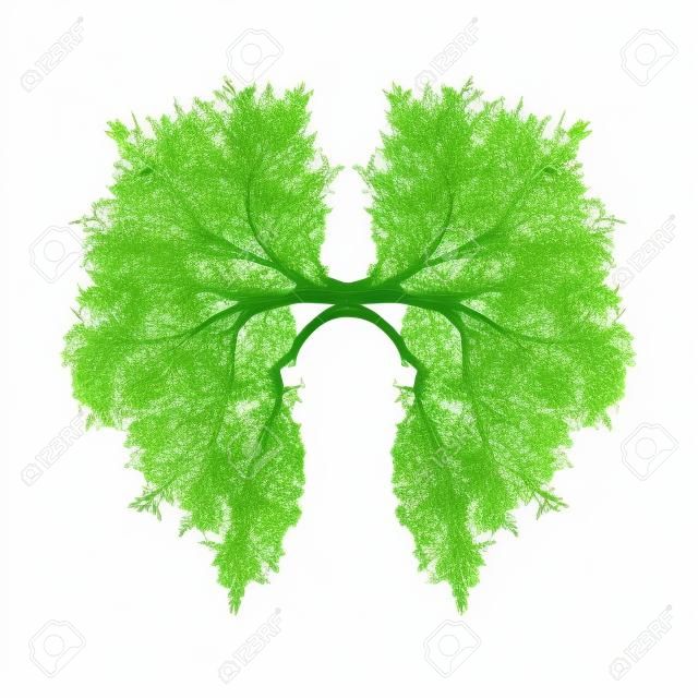 poumons de l'arbre vert isolé sur blanc