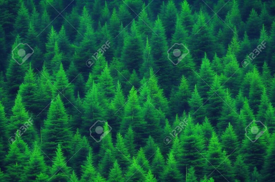 Beautiful evergreen forest with fir trees. Nature background, landscape photography
