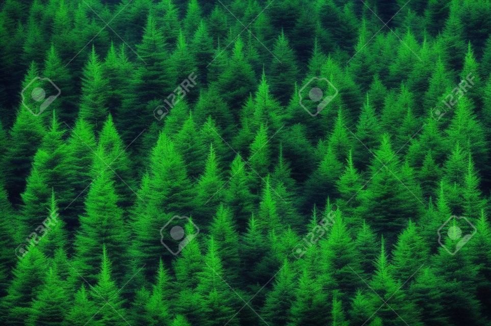 Schöner immergrüner Wald mit Tannen. Naturhintergrund, Landschaftsfotografie