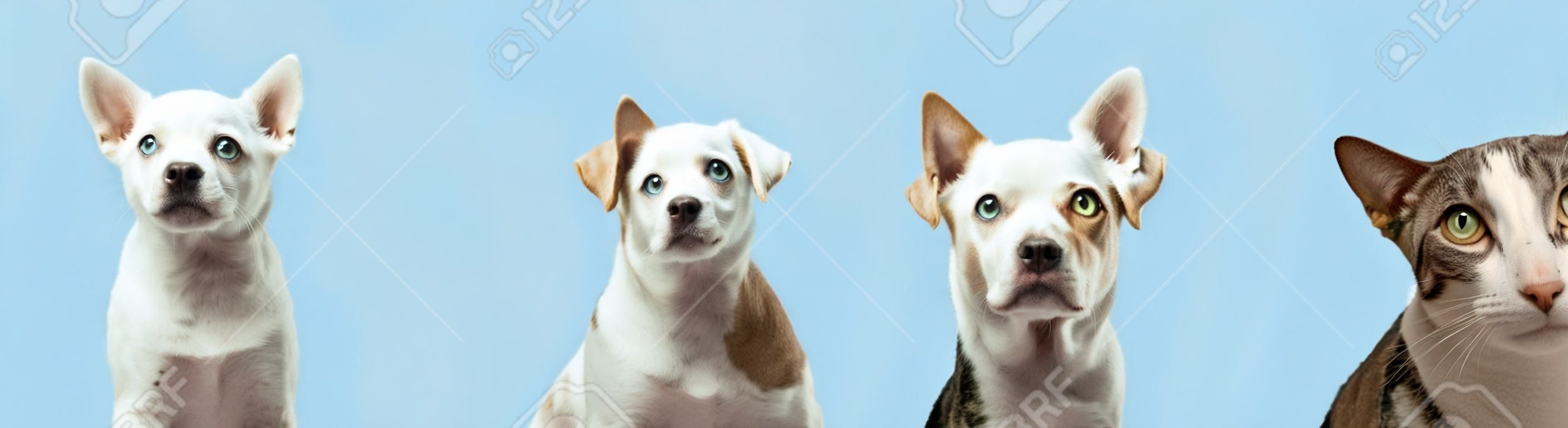 Banner estate cani e gatti quattro animali domestici di fila guardando la fotocamera isolata su sfondo blu pastello
