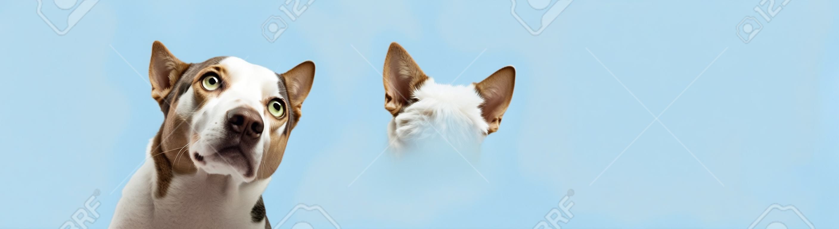 Banner estate cani e gatti quattro animali domestici di fila guardando la fotocamera isolata su sfondo blu pastello