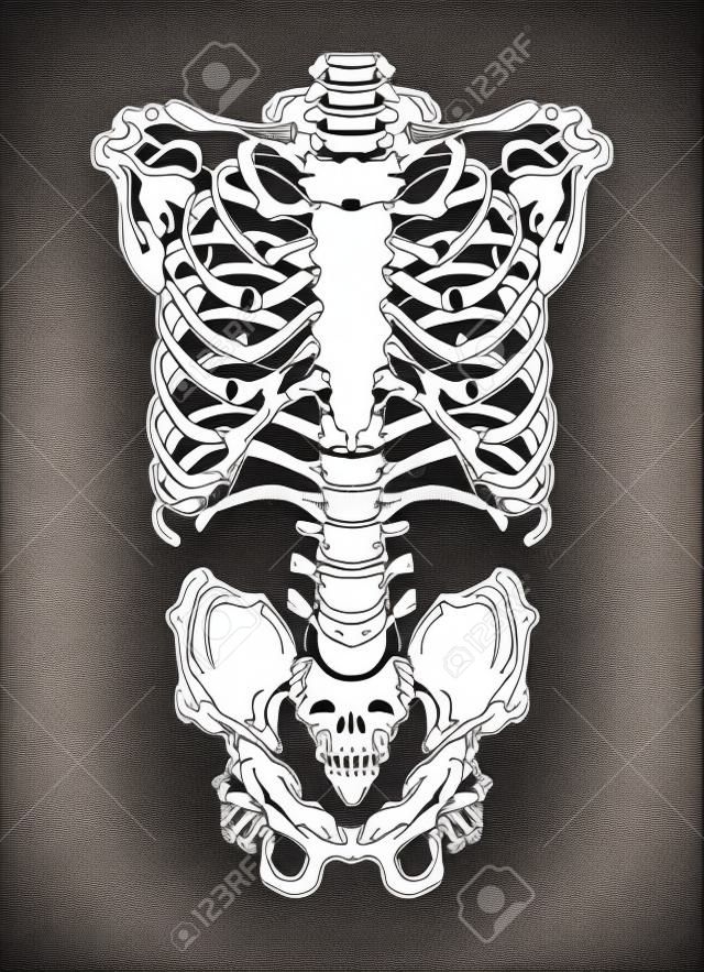 Hand getekende lijn kunst anatomisch correcte menselijke ribbenkast. Wit over zwarte achtergrond vector illustratie. Print ontwerp voor t-shirt of halloween kostuum