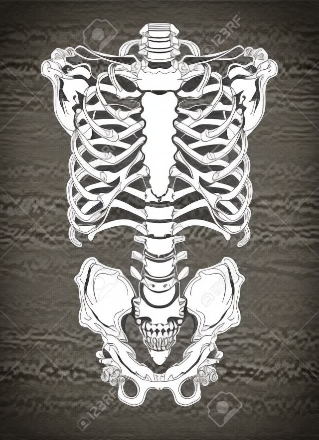 Hand drawn line art anatomically correct human ribcage. White over black background vector illustration. Print design for t-shirt or halloween costume
