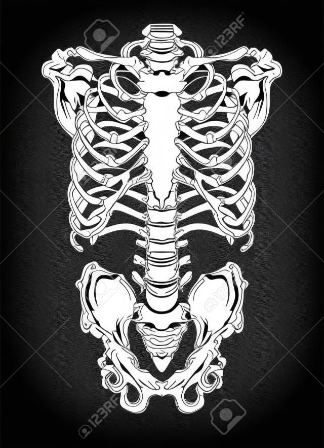 手繪線條藝術在解剖學上正確的人類胸腔。在黑背景傳染媒介例證的白色。 T卹或萬聖節服裝的印刷設計