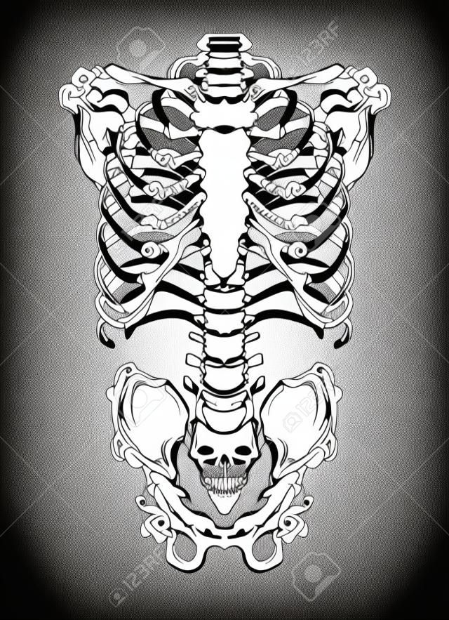 Mano dibujada arte lineal anatómicamente correcto ribcage humana. Blanco sobre fondo negro ilustración vectorial. Diseño de estampado para camiseta o disfraz de halloween