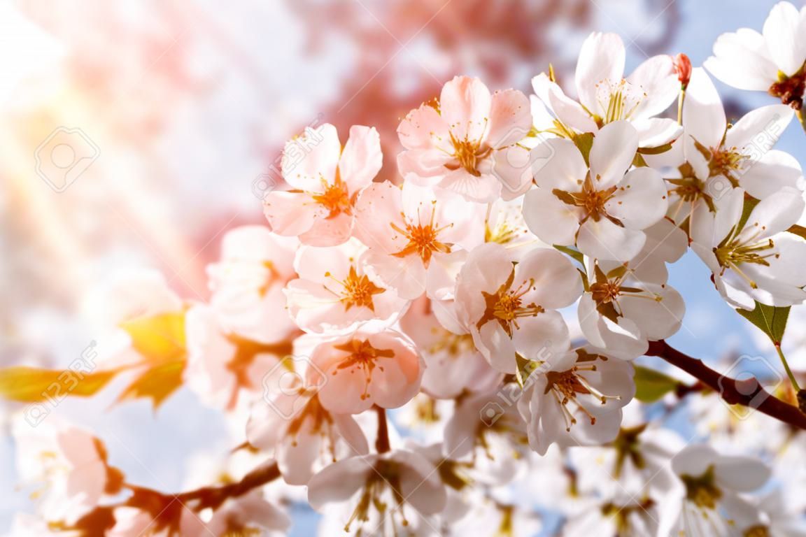 美麗的櫻花樹盛開在藍天的背景