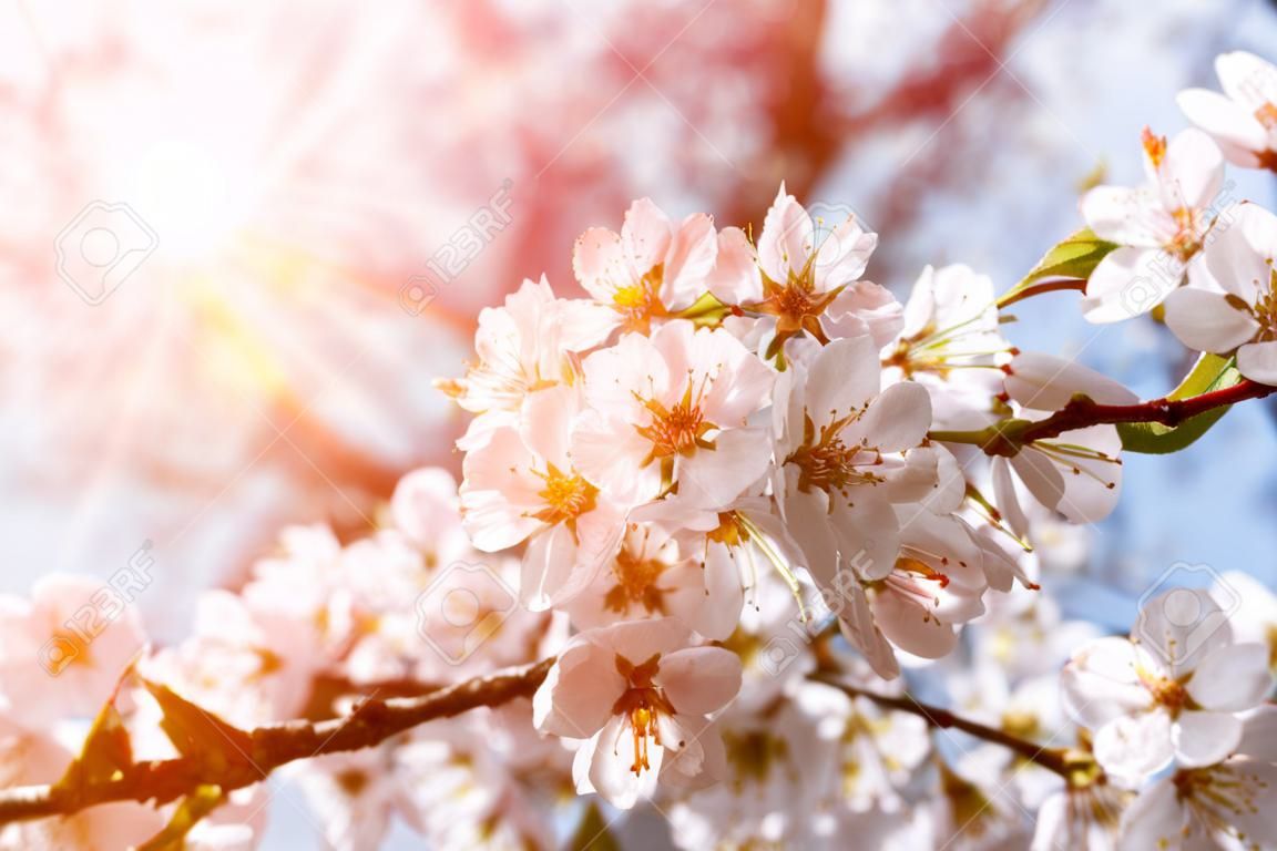 青い空を背景に咲く花の美しい桜の木