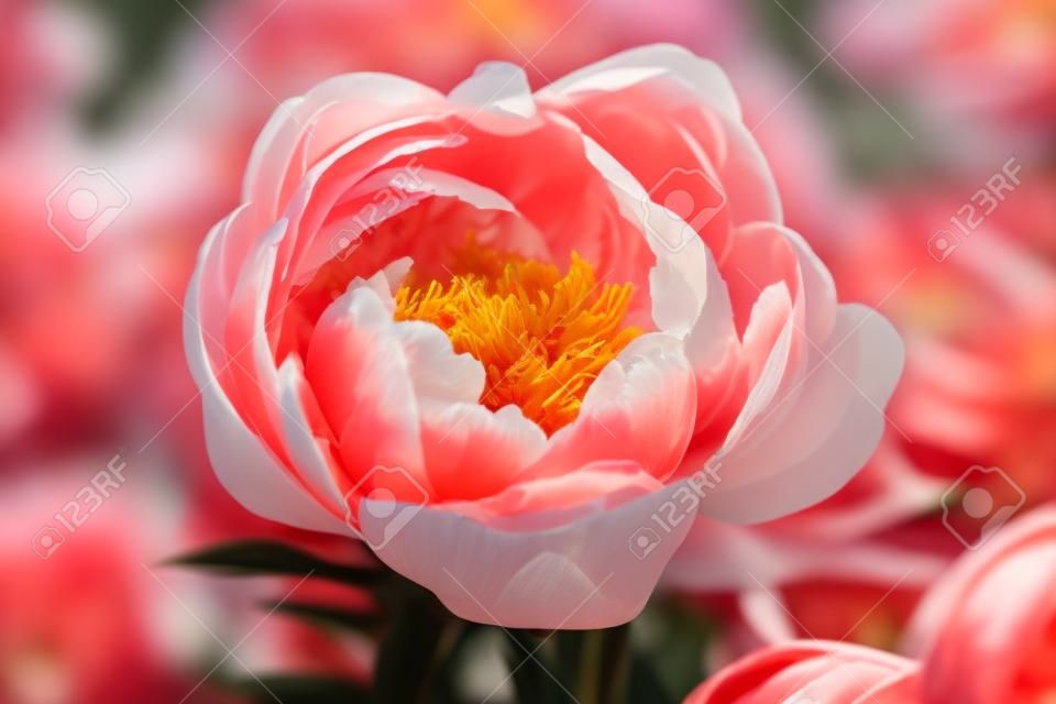 Herbaceous peony Coral charm in flowers garden