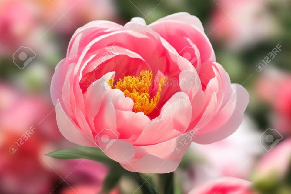 Herbaceous peony Coral charm in flowers garden