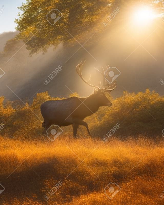 ein majestätischer Hirsch in der Nachmittagssonne