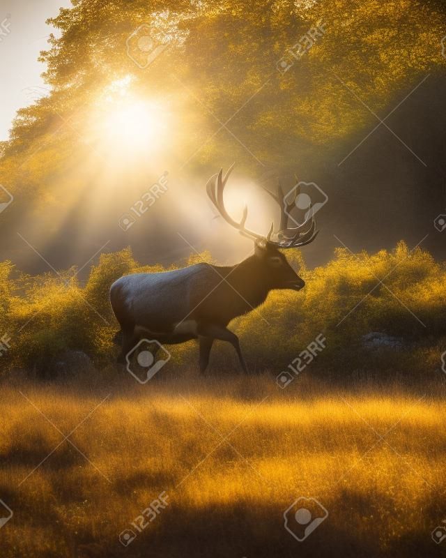 a majestic stag in the afternoon sun