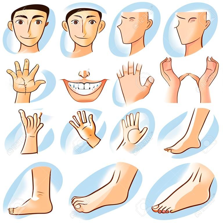Menselijke lichaamsdelen, verschillende lichaamsdelen om te onderwijzen. Lichaamsdetails, cartoon vlak ontwerp - Vector Illustratie.