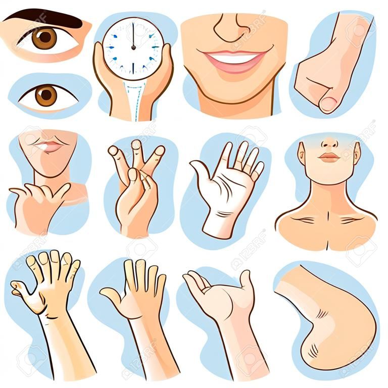 Human body parts, different parts of the body for teaching. Body details, cartoon flat design - Vector Illustration.