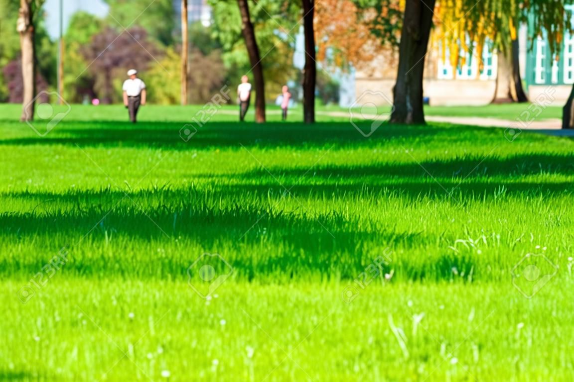 Park miejski w letni dzień, zielone trawniki z trawą i drzewami, jasne światło słoneczne i cienie