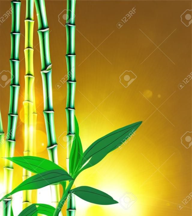 Sok bambusz szárak és fény