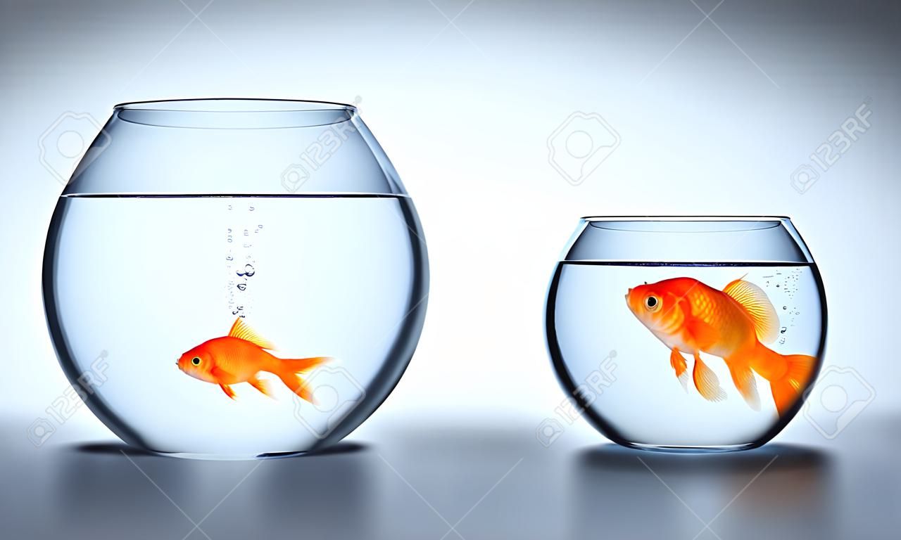 duża złota rybka w małym akwarium - przerósł koncepcja