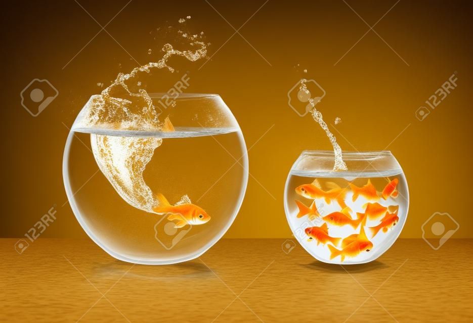 goldfish jumping - conceito de melhoria