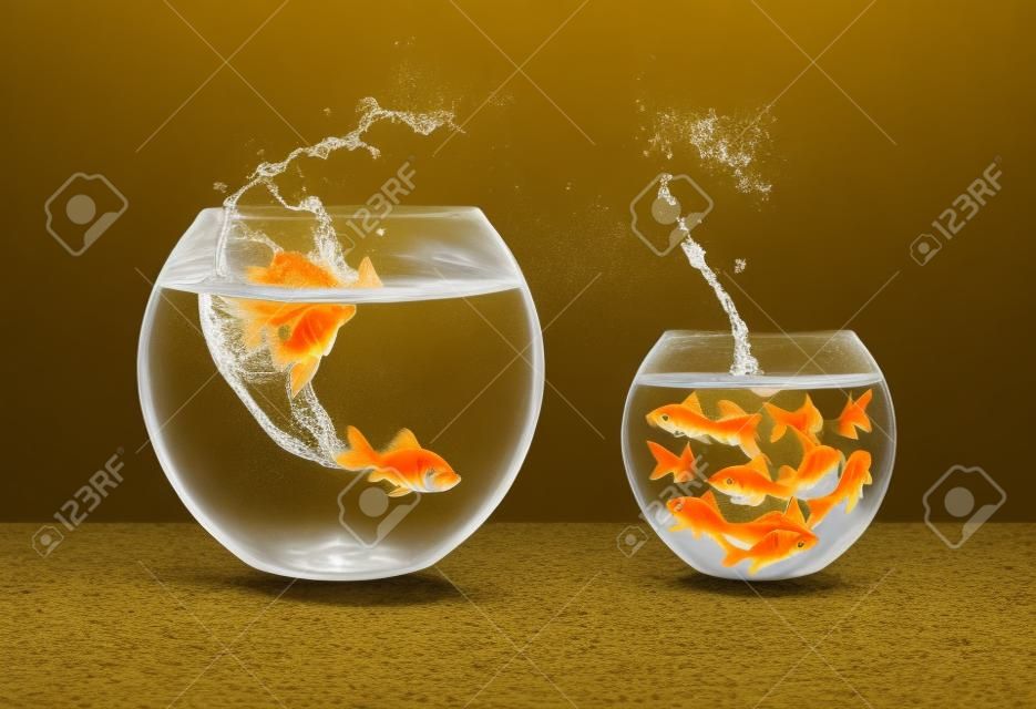 goldfish jumping - conceito de melhoria