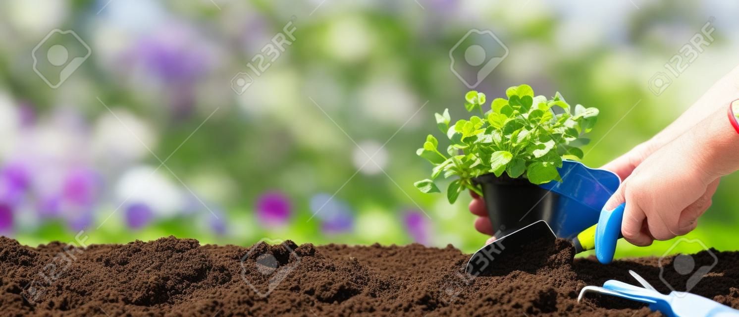 Gartenarbeit - Einpflanzen Stiefmütterchen in einem sonnigen Garten