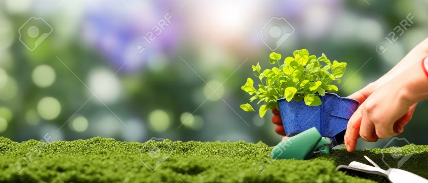 Gartenarbeit - Einpflanzen Stiefmütterchen in einem sonnigen Garten