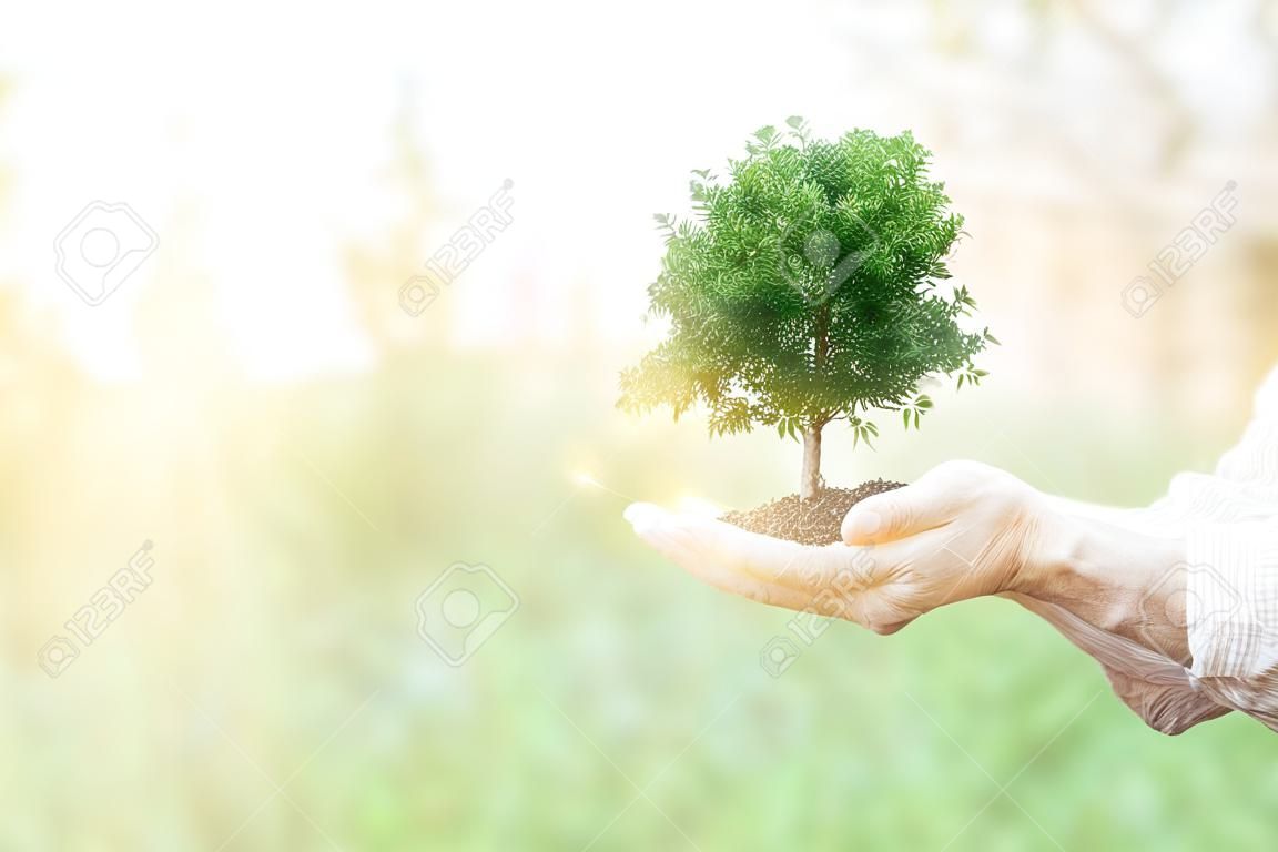 Double exposition écologie concept Mains humaines tenant grand arbre de la plante avec sur fond de coucher de soleil flou, Journée mondiale de l'environnement,