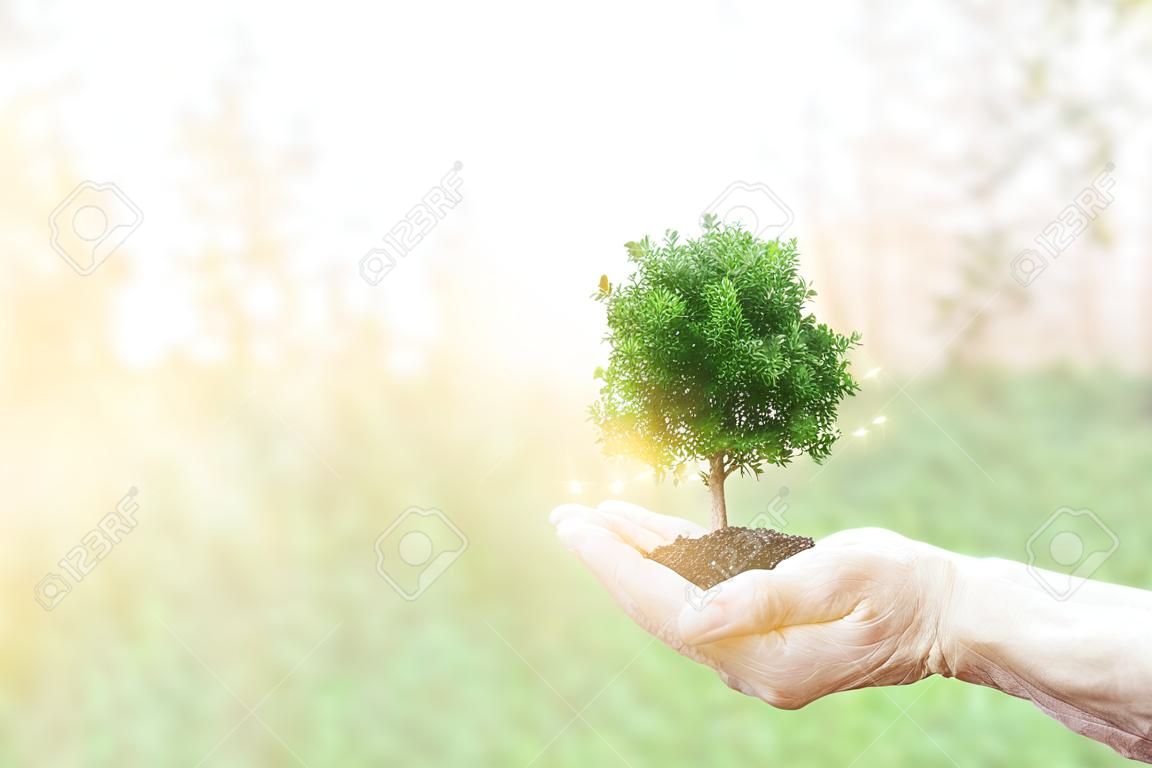 Doppelbelichtung Ökologiekonzept Menschliche Hände halten großen Pflanzenbaum mit auf unscharfen Sonnenuntergang Hintergrund, Weltumwelttag,
