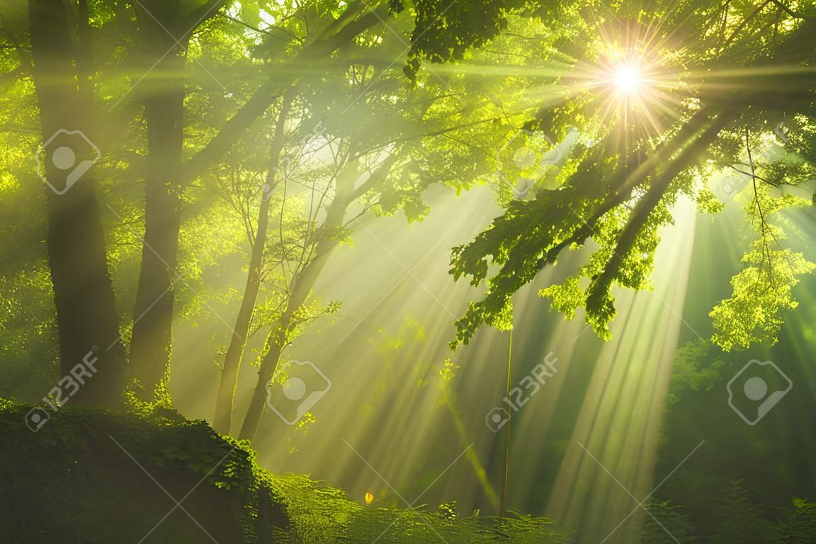 Güneş ışığı ve Yeşil Orman ışınları