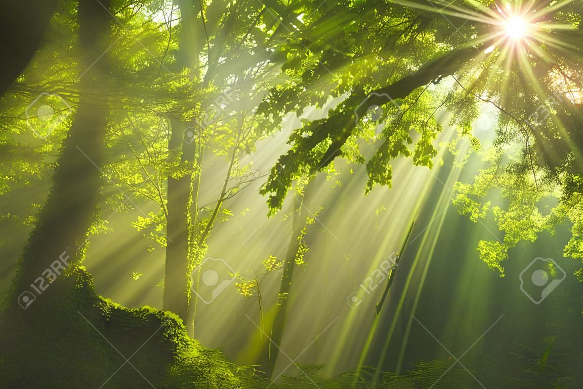 Güneş ışığı ve Yeşil Orman ışınları