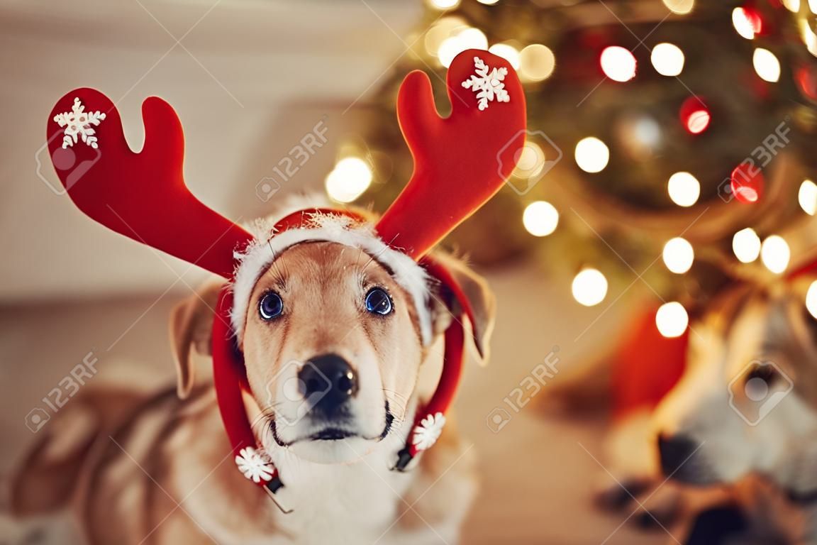cute dog with reindeer antlers sitting on background of golden beautiful christmas tree with lights in festive room. doggy with adorable eyes at glowing illumination.  winter holidays
