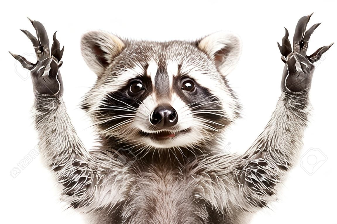 Portrait of a funny raccoon showing a rock gesture isolated on white