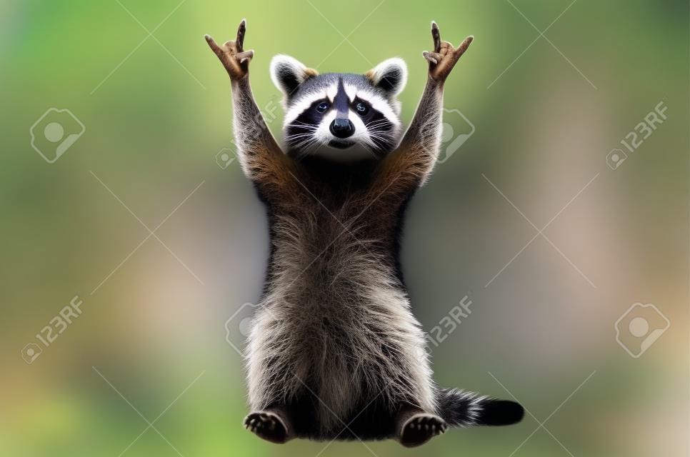 Funny raccoon showing a rock gesture